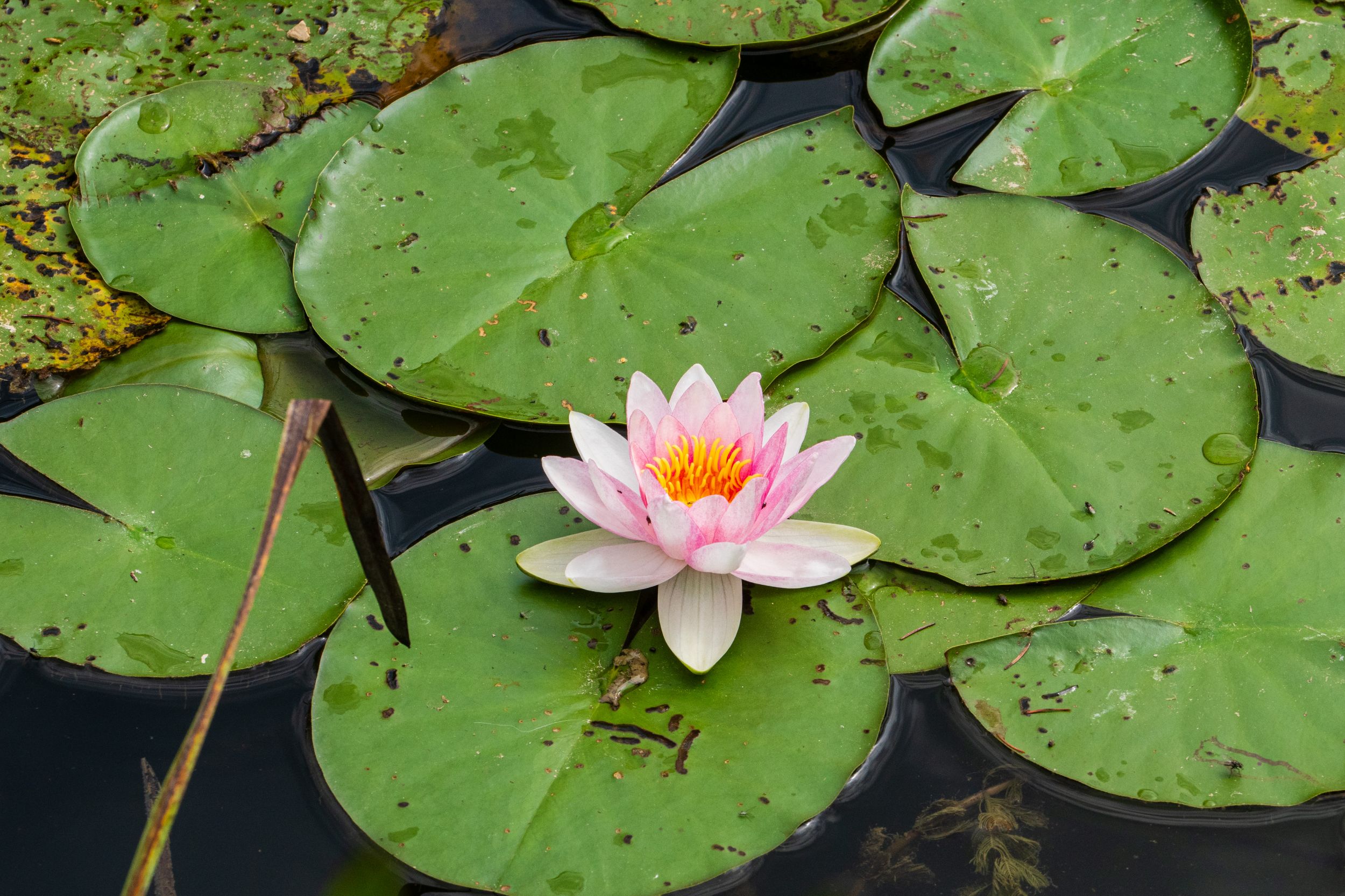 Radreise 5 Flüsse 03514