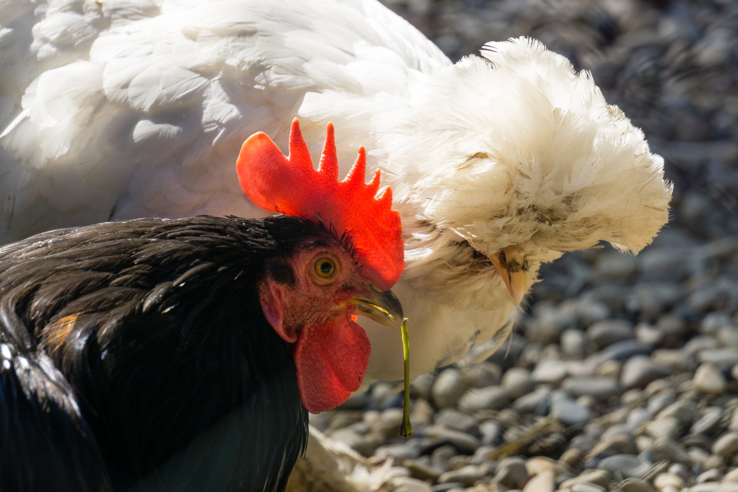 Radreise2017 Buch 09078