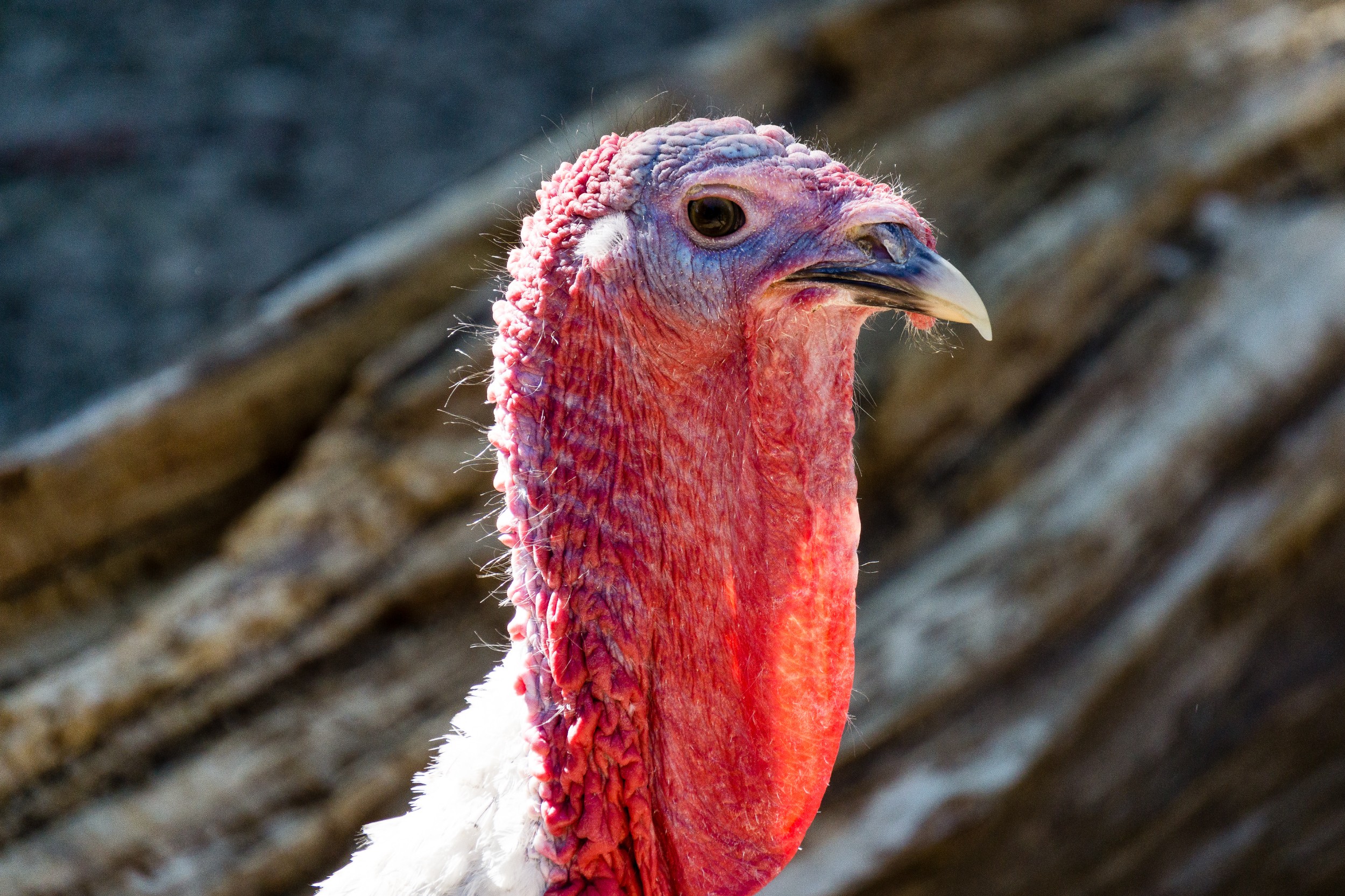 Radreise2017 Buch 09086